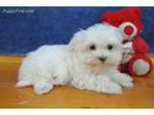 Maltese Puppy for sale in Chilton, WI, USA