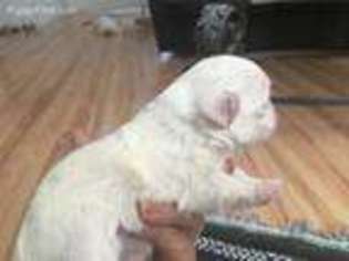 Maltese Puppy for sale in Montegut, LA, USA