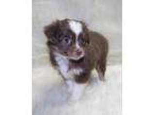 Miniature Australian Shepherd Puppy for sale in Memphis, MO, USA