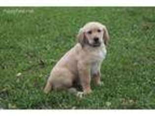 Golden Retriever Puppy for sale in Paton, IA, USA