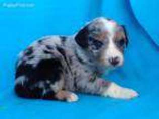 Australian Shepherd Puppy for sale in Forney, TX, USA