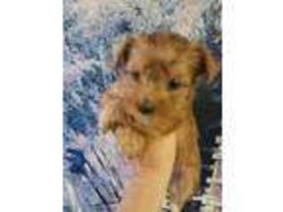 Yorkshire Terrier Puppy for sale in Danville, OH, USA