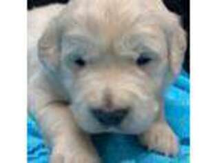 Mutt Puppy for sale in Oconto, WI, USA