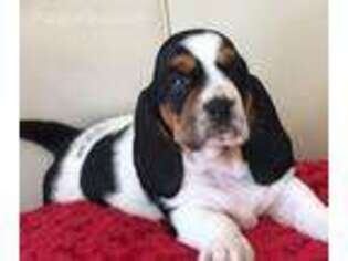 Basset Hound Puppy for sale in Onsted, MI, USA