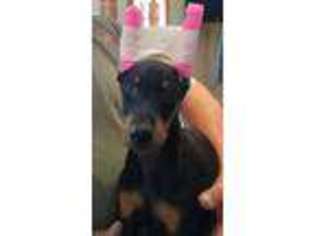 Doberman Pinscher Puppy for sale in Hewitt, MN, USA