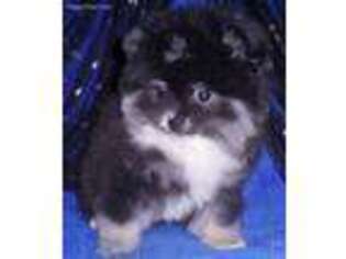 Pomeranian Puppy for sale in Oakdale, CA, USA