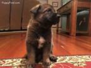 Mutt Puppy for sale in North Royalton, OH, USA