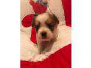Shorkie Tzu Puppy for sale in Lowgap, NC, USA