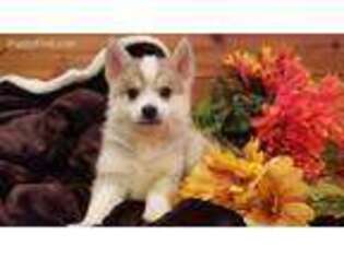 Siberian Husky Puppy for sale in Centralia, MO, USA
