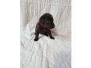 Labrador Retriever Puppy for sale in Bellvue, CO, USA