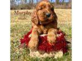 Irish Setter Puppy for sale in Home, PA, USA