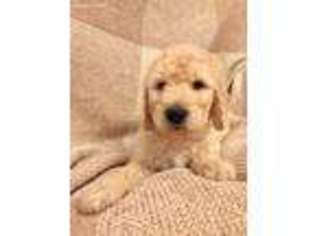 Goldendoodle Puppy for sale in Kirkland, WA, USA