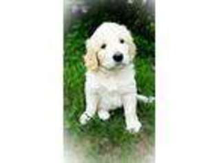 Goldendoodle Puppy for sale in Hebron, IN, USA