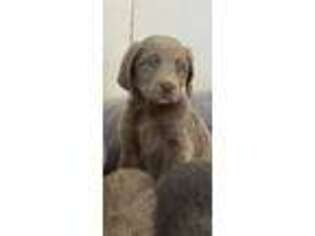 Weimaraner Puppy for sale in Danville, KY, USA