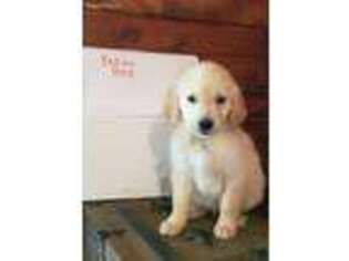 Golden Retriever Puppy for sale in Antlers, OK, USA