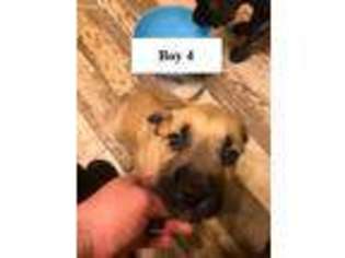 Mastiff Puppy for sale in Roscoe, IL, USA