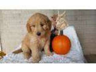 Goldendoodle Puppy for sale in Paw Paw, WV, USA