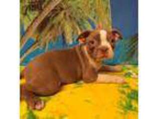 Boston Terrier Puppy for sale in Crowley, CO, USA