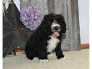 Saint Berdoodle Puppy for sale in Dundee, OH, USA