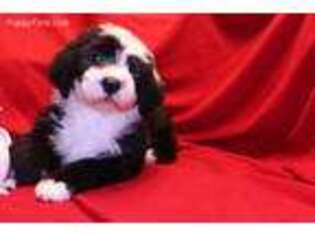 Old English Sheepdog Puppy for sale in Aztec, NM, USA