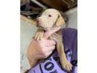 Vizsla Puppy for sale in Mineral Point, WI, USA