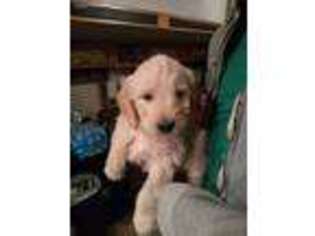 Labradoodle Puppy for sale in Austin, CO, USA