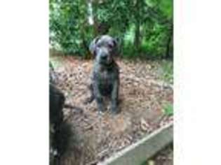 Great Dane Puppy for sale in Stanfield, NC, USA