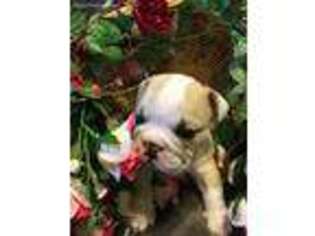 Bulldog Puppy for sale in Aline, OK, USA