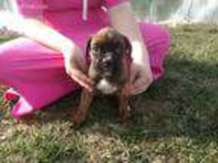 Boxer Puppy for sale in Lovington, IL, USA
