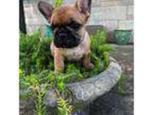 French Bulldog Puppy for sale in Enon, OH, USA