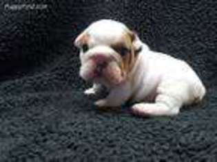 Bulldog Puppy for sale in Lexington, NC, USA