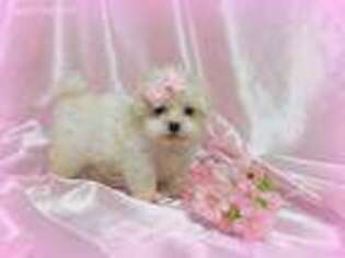 Maltese Puppy for sale in Osceola, MO, USA