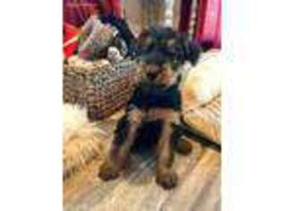 Airedale Terrier Puppy for sale in Branch, MI, USA