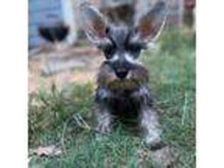 Mutt Puppy for sale in Richmond, TX, USA