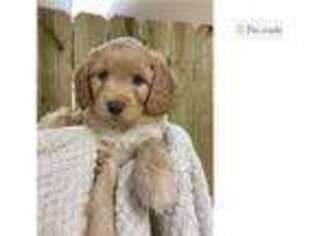 Australian Labradoodle Puppy for sale in Fort Worth, TX, USA
