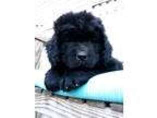 Newfoundland Puppy for sale in Herndon, PA, USA
