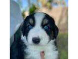 Australian Shepherd Puppy for sale in Avondale, AZ, USA