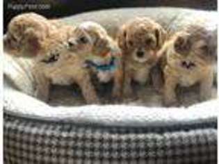Cavapoo Puppy for sale in Evergreen, CO, USA