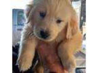 Golden Retriever Puppy for sale in Amarillo, TX, USA