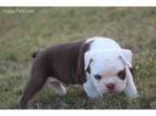 Olde English Bulldogge Puppy for sale in Snellville, GA, USA