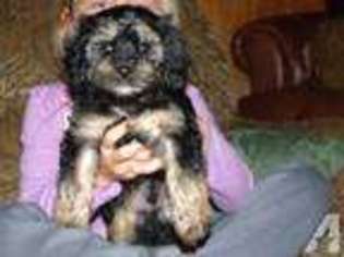 Cavapoo Puppy for sale in SCOTTSBORO, AL, USA