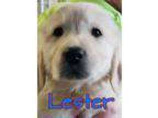 Golden Retriever Puppy for sale in El Paso, IL, USA
