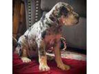 Great Dane Puppy for sale in Frankfort, IN, USA