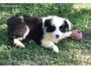 Border Collie Puppy for sale in Fayetteville, AR, USA