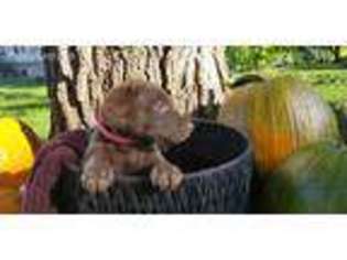 Chesapeake Bay Retriever Puppy for sale in Prescott, WI, USA