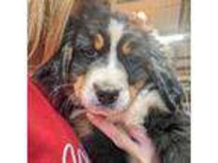 Bernese Mountain Dog Puppy for sale in Taylorsville, NC, USA