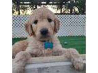Goldendoodle Puppy for sale in Los Molinos, CA, USA