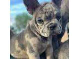 French Bulldog Puppy for sale in Yorktown, TX, USA
