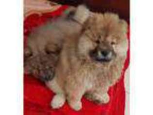 Chow Chow Puppy for sale in Peterborough, Cambridgeshire (England), United Kingdom