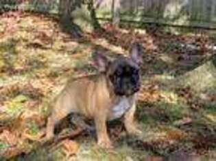 French Bulldog Puppy for sale in Schuylkill Haven, PA, USA